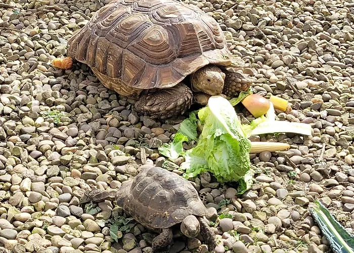 Hideaway Escapes: Farmhouse B&B with Animal Encounters in Pembrokeshire Narberth