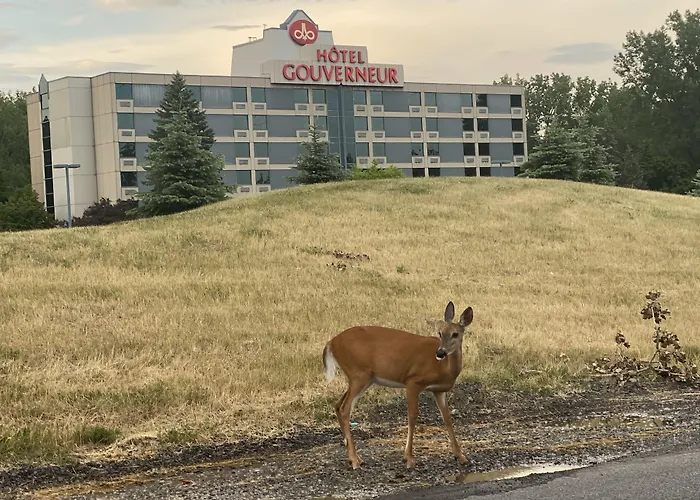 Hotels Gouverneur Montreal-Ile Charron Longueuil