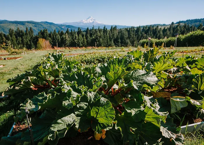 Sakura Ridge Farm & Lodge Hood River