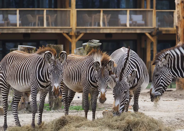 Safari Resort Beekse Bergen Hilvarenbeek