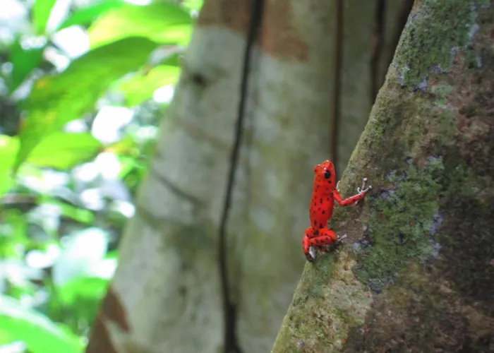 Red Frog Beach Island Resort Bocas del Toro