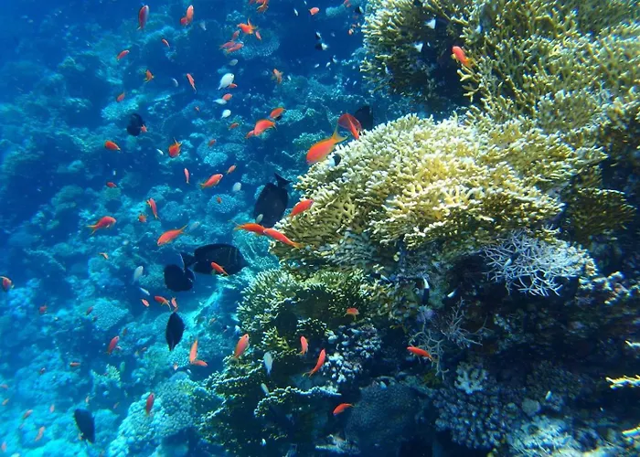 Hotel Reef House Marsa Alam