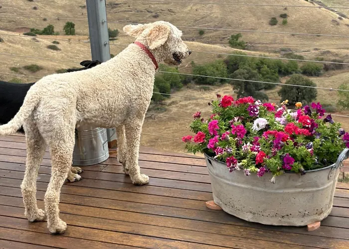Amazing Views Pet Friendly Bed And Breakfast Yass