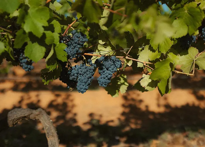 Red Door Collective - Rdc Vineyard Estate, Luxury Adult Only Stay Pokolbin