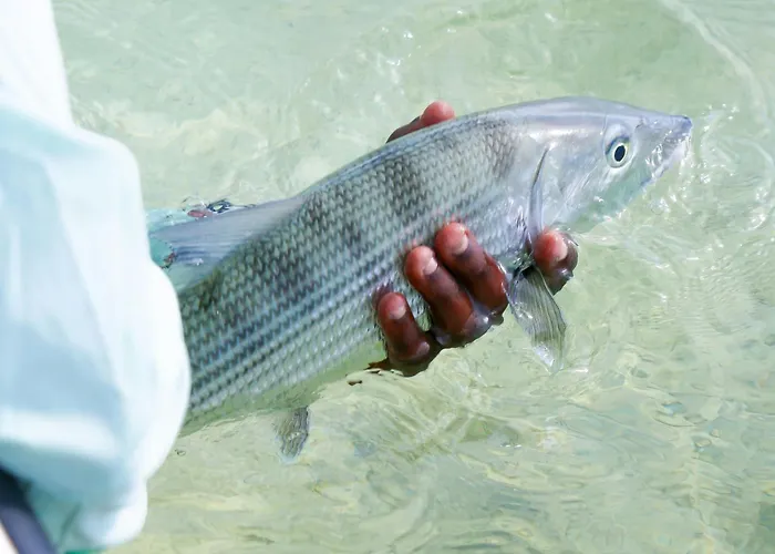 Salterra, A Luxury Collection Resort & Spa, South Caicos