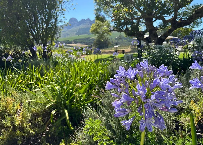 In The Vine Country Manor Guesthouse Stellenbosch
