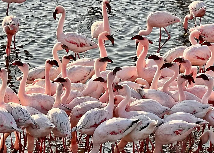 Flamingo Villas Boutique Hotel Walvis Bay