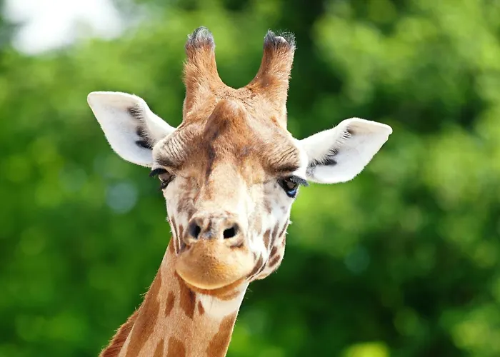 Magnuson Hotel Fort Wayne North - Coliseum