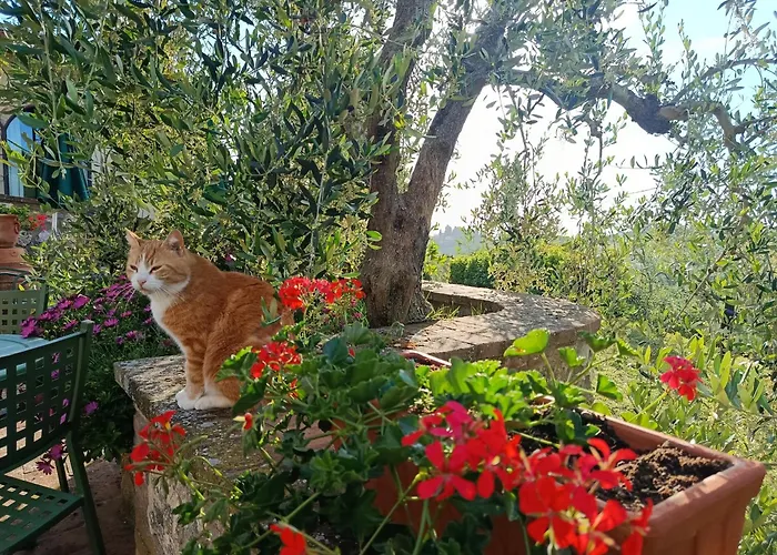 Rocca Degli Olivi Bed & Breakfast San Gimignano
