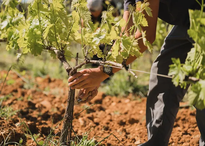 Domaine Rabiega - Vineyard And Boutique Hotel Draguignan