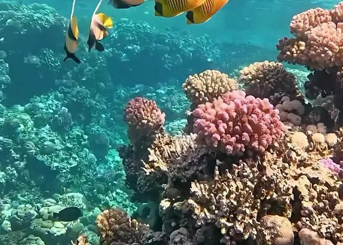 Domina Coral Bay Sultan Otel Şarm El-Şeyh