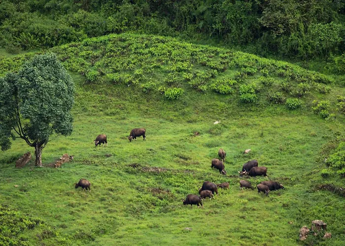 Sinna Dorai'S Rotti Kadai Bungalow Valparai