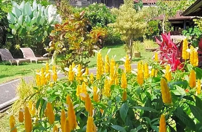 Hotel Puri Padi Ubud