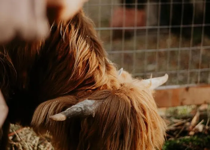 Domaine Taïga - Parc animalier en forêt Sainte-Agathe-des-Monts