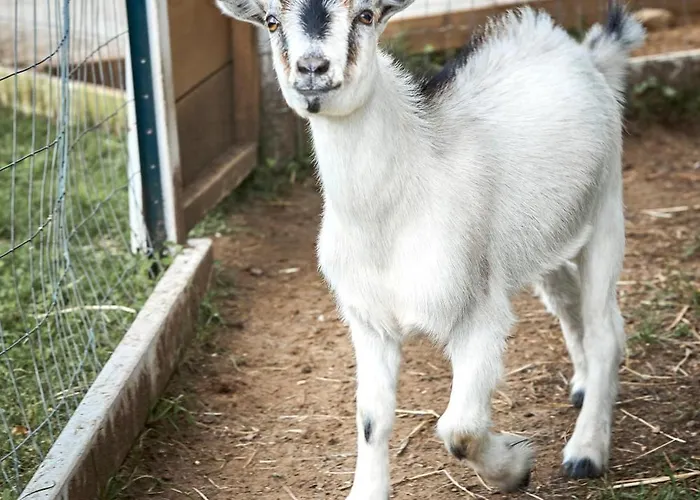 Domaine Taïga - Parc animalier en forêt Sainte-Agathe-des-Monts