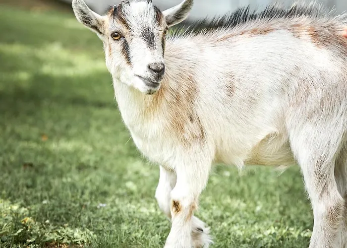 Domaine Taïga - Parc animalier en forêt Sainte-Agathe-des-Monts