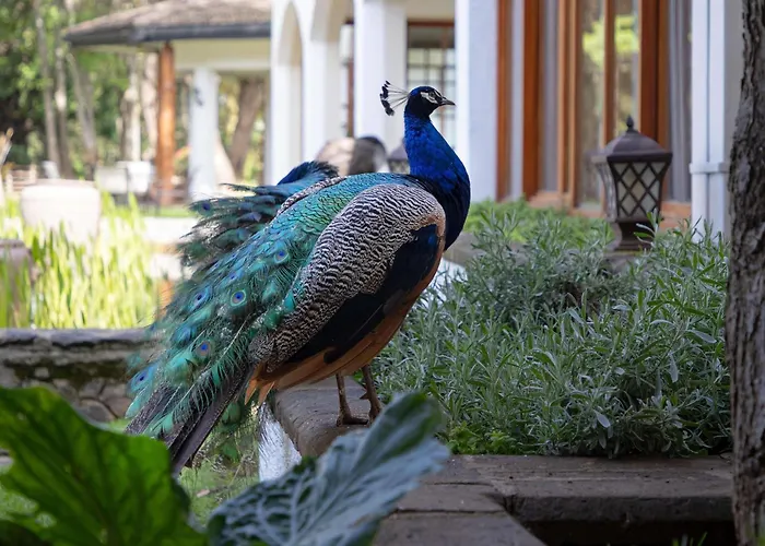 Fairmont Mount Kenya Safari Club Hotel Nanyuki
