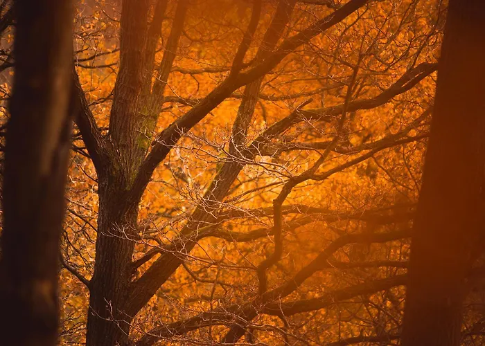 Espaces D'Or Waver
