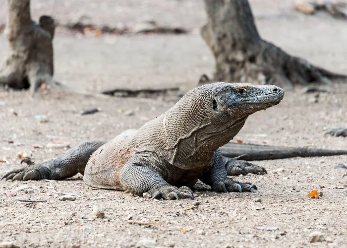 Ayana Komodo Waecicu Beach Labuan Bajo