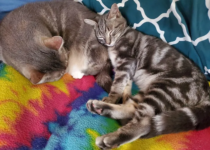 The One Cat Bed & Breakfast Brattleboro