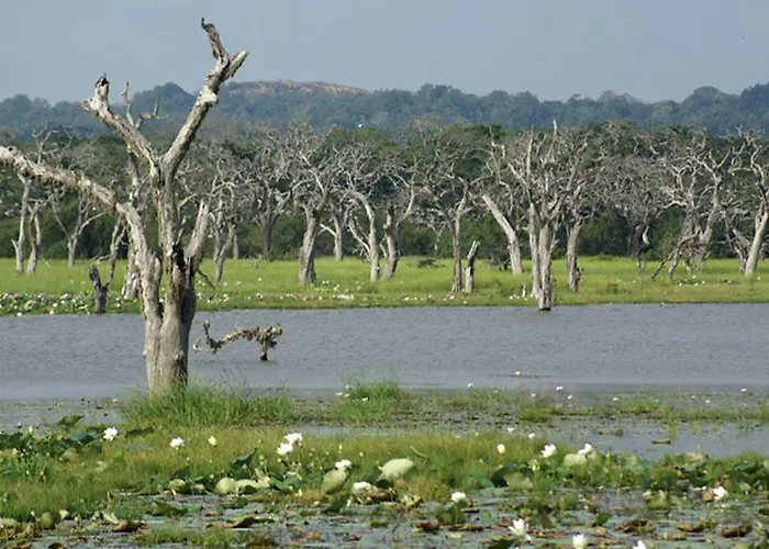 Nature Resort - Yala Safari Village Tissamaharama