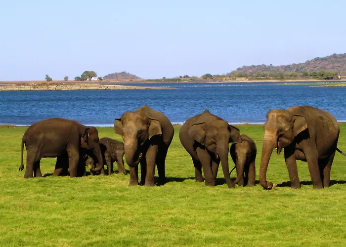 Nature Resort - Yala Safari Village Tissamaharama