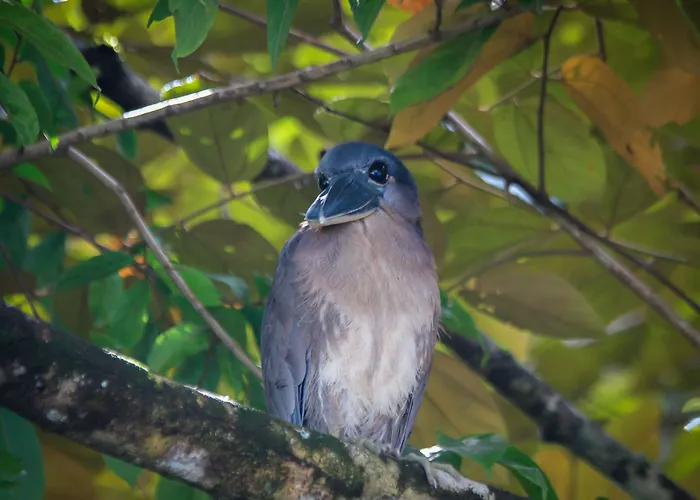 Aguila De Osa Rainforest Lodge Drake Bay