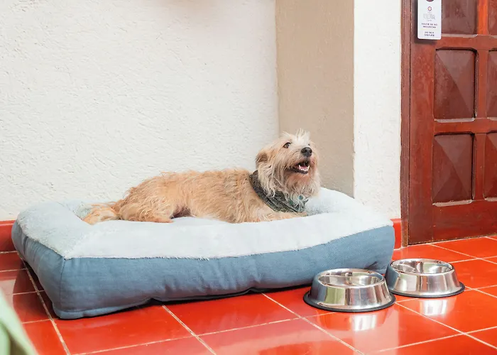 Hotel Casa Colonial Cozumel-Dog Friendly