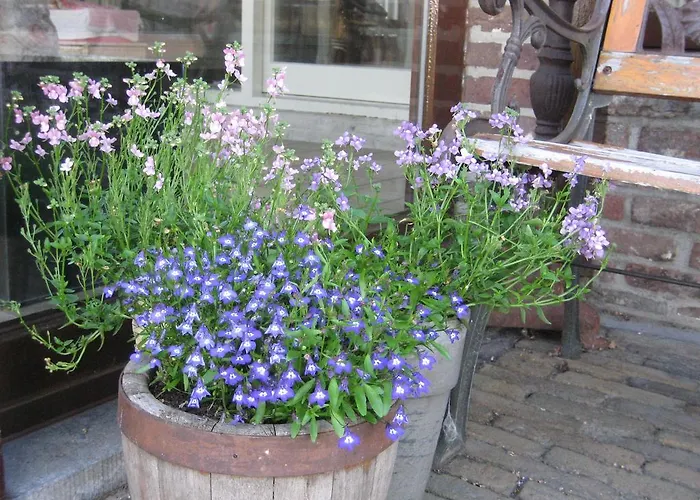 B&B Huize Bex NeerNeerpelt