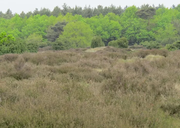't Zwanemeer Gieten