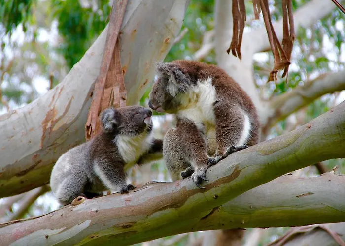 Bimbi Park - Camping Under Koalas Cape Otway