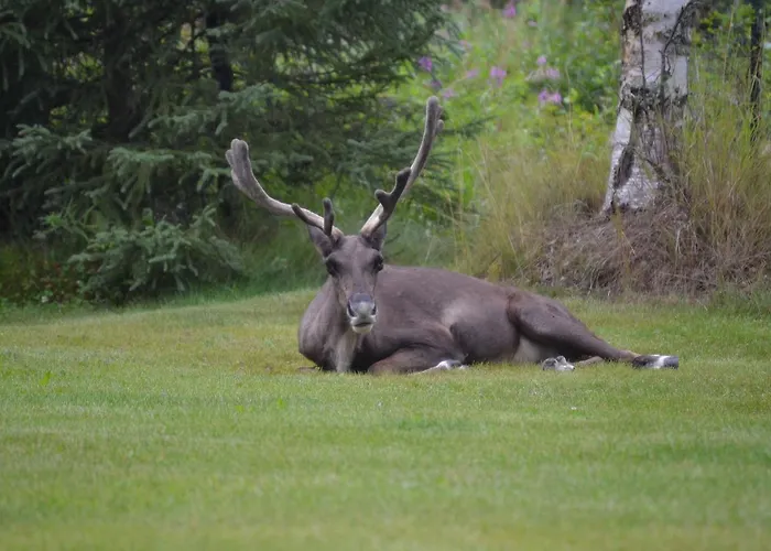 All Seasons B&B Kenai
