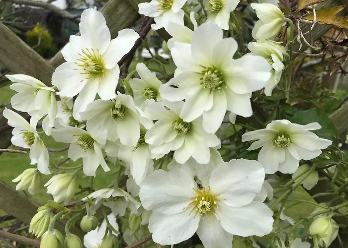 Clematis House Gloucester Road Cheltenham
