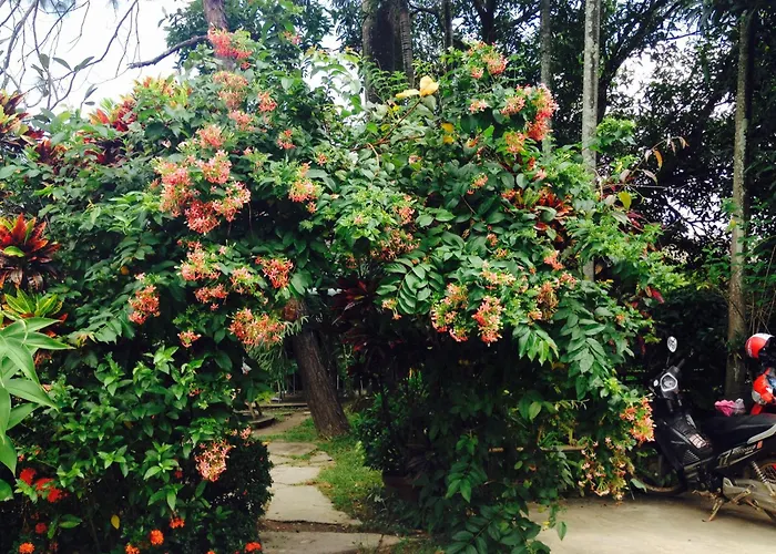 Baan Bua Guest House Chiang Rai