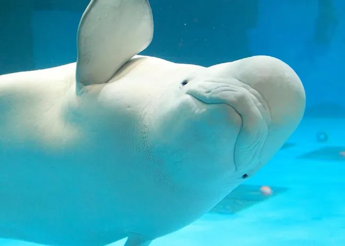 Kamogawa Sea World Hotel