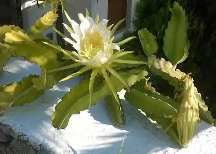 Sourmeli Garden Hotel Mykonos Town