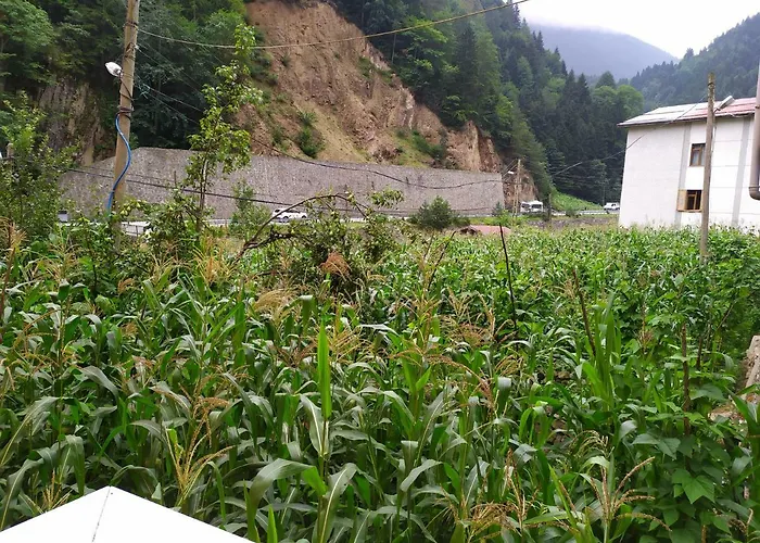 Oezen Golden Apart Uzungöl