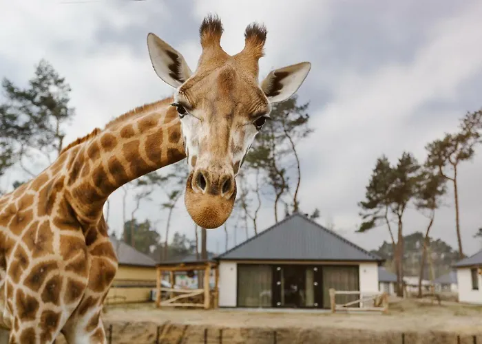 Safari Resort Beekse Bergen Hilvarenbeek