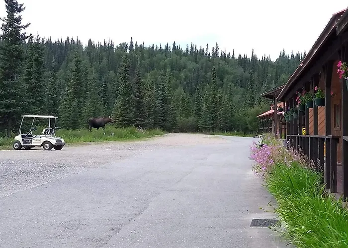White Moose Lodge Healy