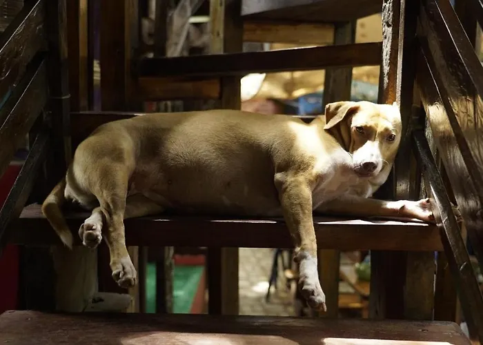 Lazy Dog Bed & Breakfast Balabag 